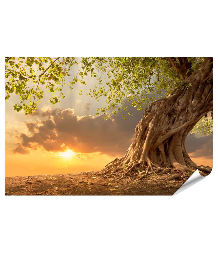 Islandburner XXL Premium Poster Atemberaubender Baum im strahlenden Glanz des Sonnenuntergangs