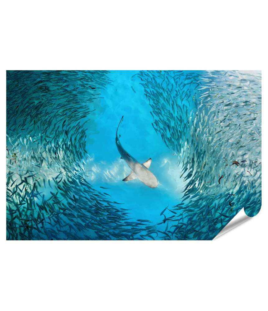 Islandburner XXL Premium Poster Majestätischer Hai umgeben von kleinen Fischen im weiten Ozean