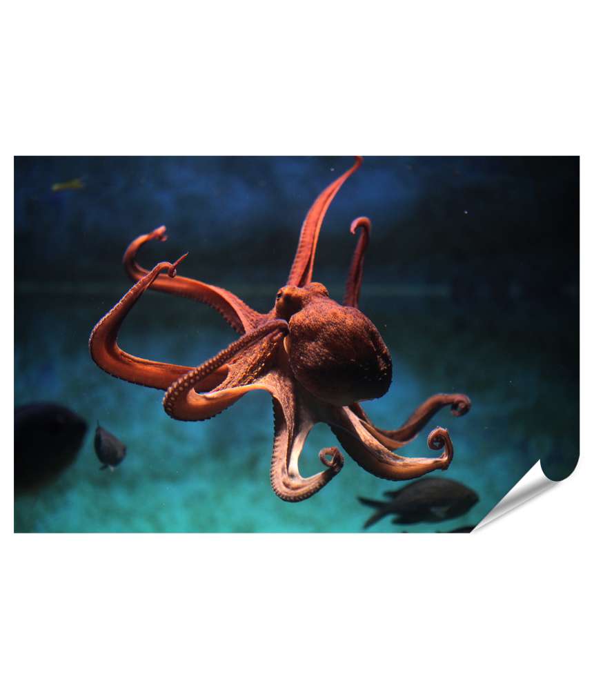 Islandburner XXL Premium Poster Wildlife-Kunst: Lebensechter Oktopus (Octopus Vulgaris) Wandbild