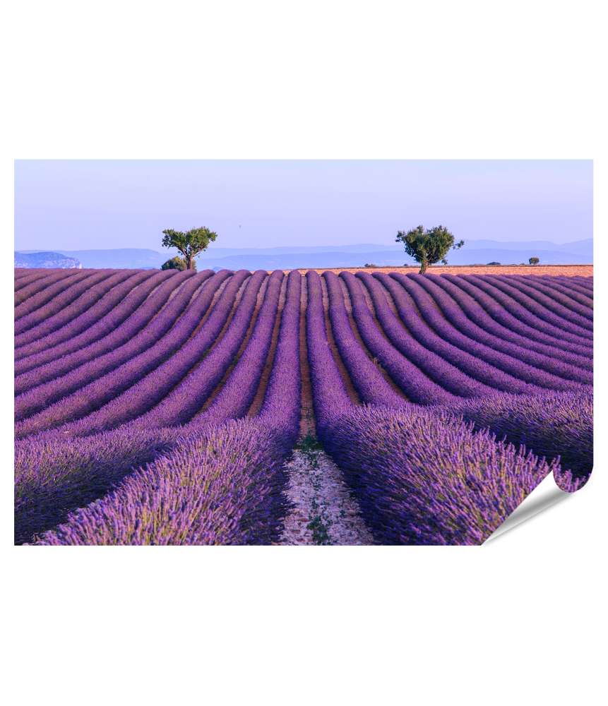 Islandburner XXL Premium Poster Sommerliche Lavendelfeld-Landschaft in Valensole, Provence, Frankreich