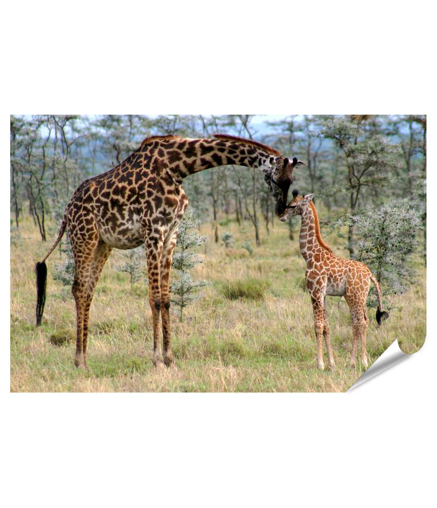 Islandburner XXL Premium Poster Mutter und Baby Giraffe liebevoll in natürlicher Umgebung dargestellt