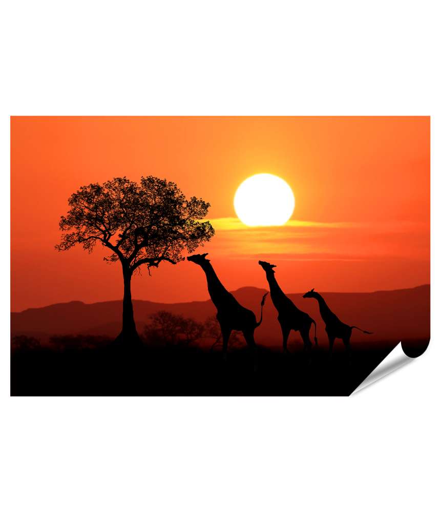 Islandburner XXL Premium Poster Großes Wandbild: Südafrikanische Giraffen beim Sonnenuntergang in Afrika