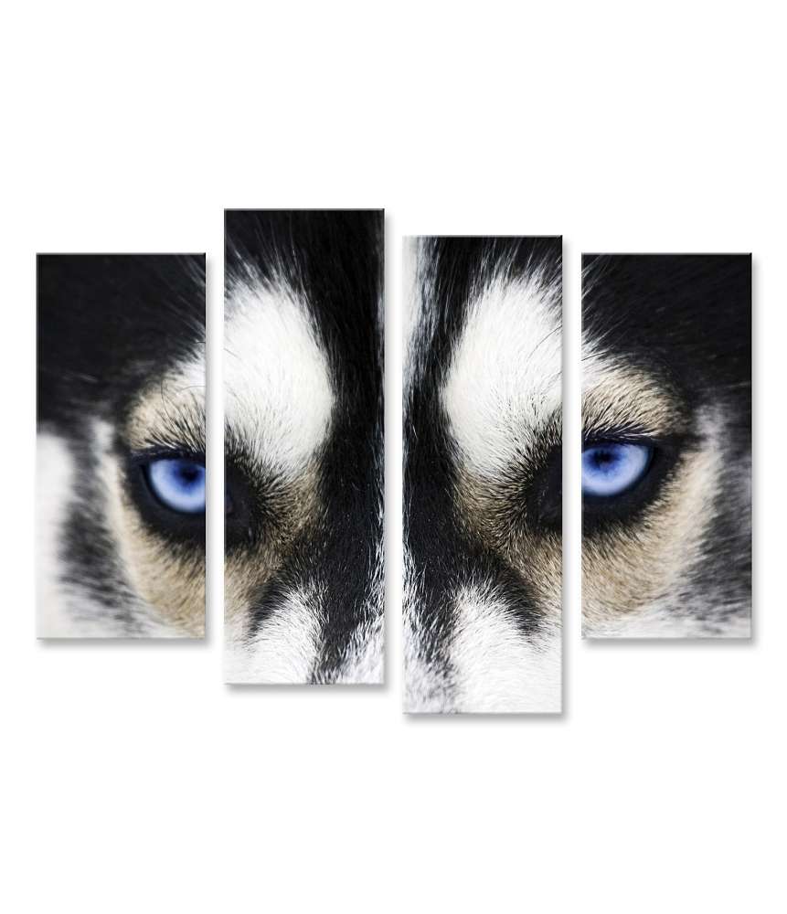 Islandburner Bild auf Leinwand Nahaufnahme der leuchtend blauen Augen eines Husky-Hundes