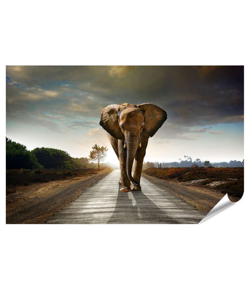 Islandburner XXL Premium Poster Ein Elefant, der dynamisch auf einer Straße läuft