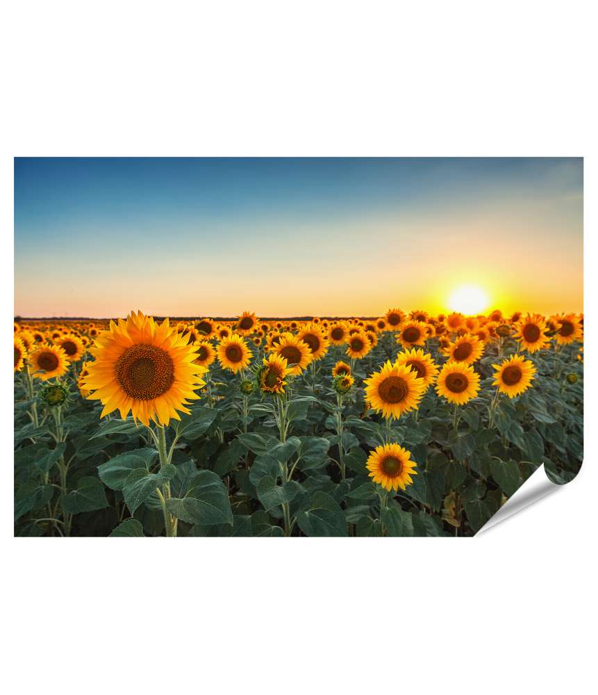 Islandburner XXL Premium Poster Sonnenuntergang über einem Feld voller blühender Sonnenblumen