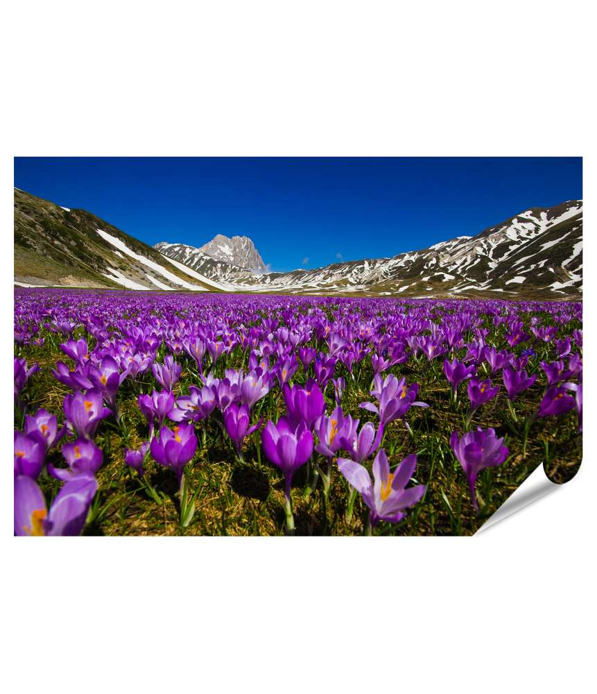 Islandburner XXL Premium Poster Berglandschaft mit wilden Krokusblüten auf Wandteppich, Campo Imperatore, Italien