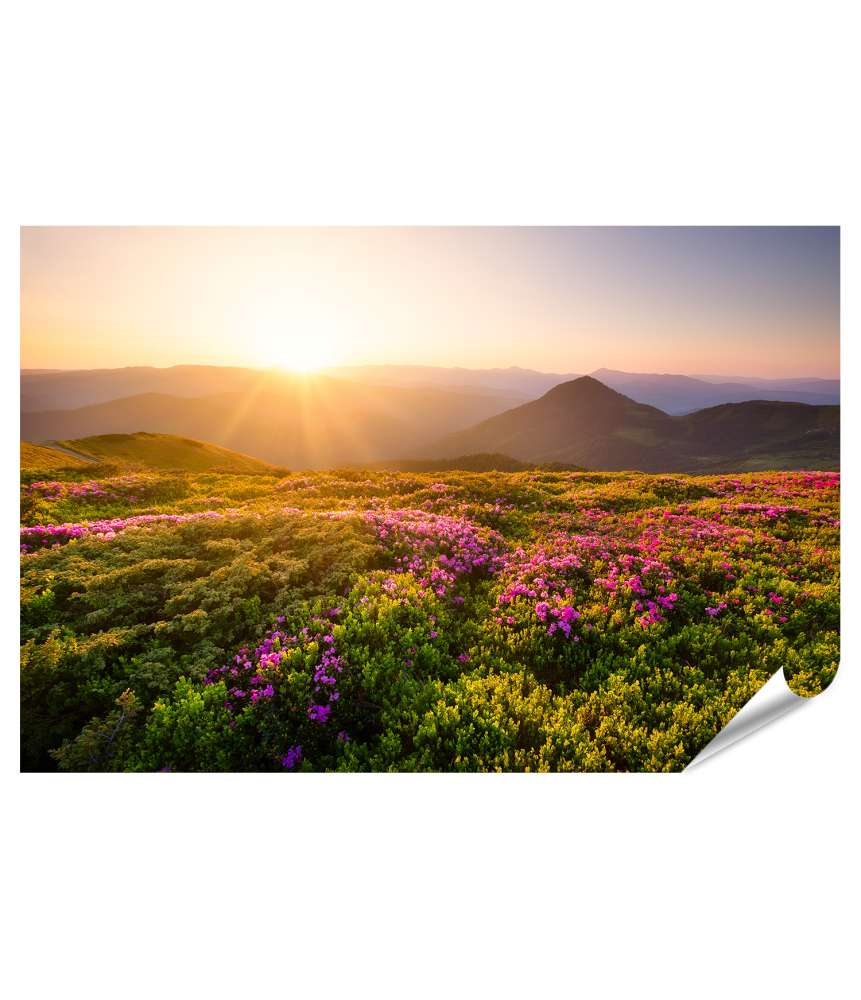 Islandburner XXL Premium Poster Sonnenaufgang über blühenden Blumen und Berghügeln in natürlicher Landschaft