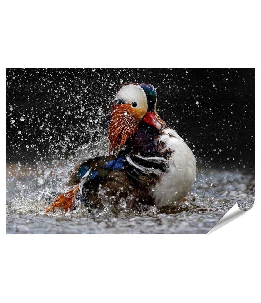 Islandburner XXL Premium Poster Mandarinente (Aix Galericulata) spritzt Wasser in einem Bade-Teich