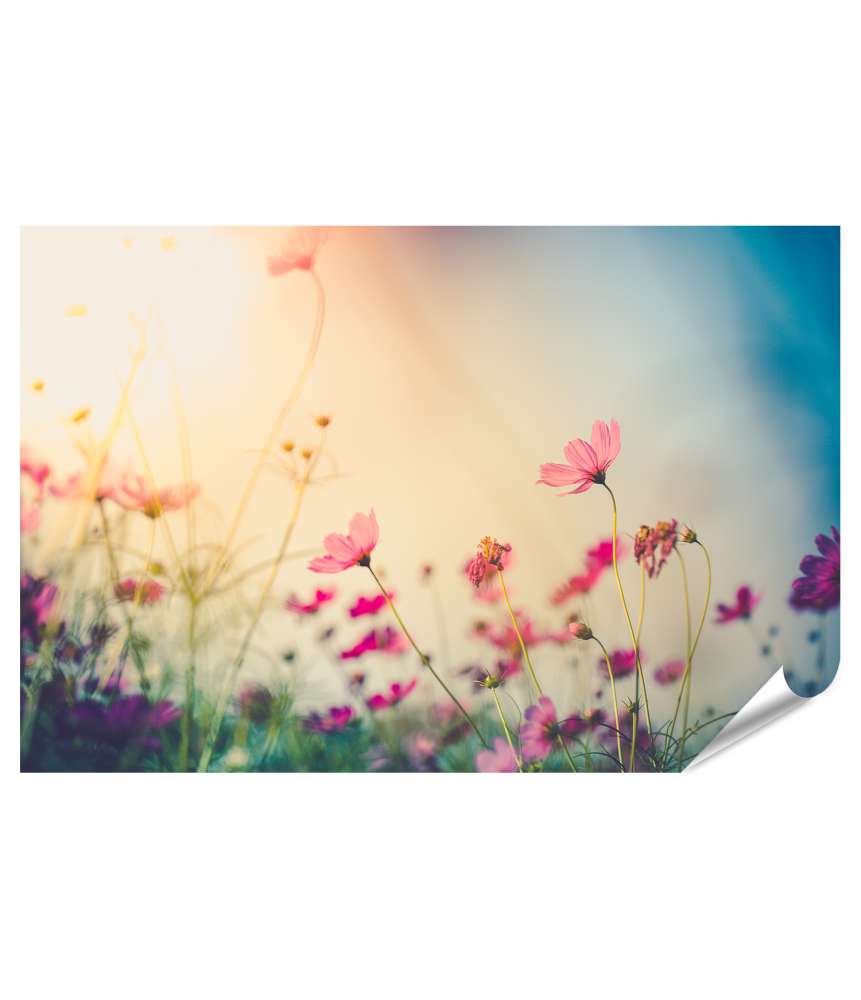 Islandburner XXL Premium Poster Wundervolles Wandbild eines Gartens voller farbenfroher Cosmos-Blumen