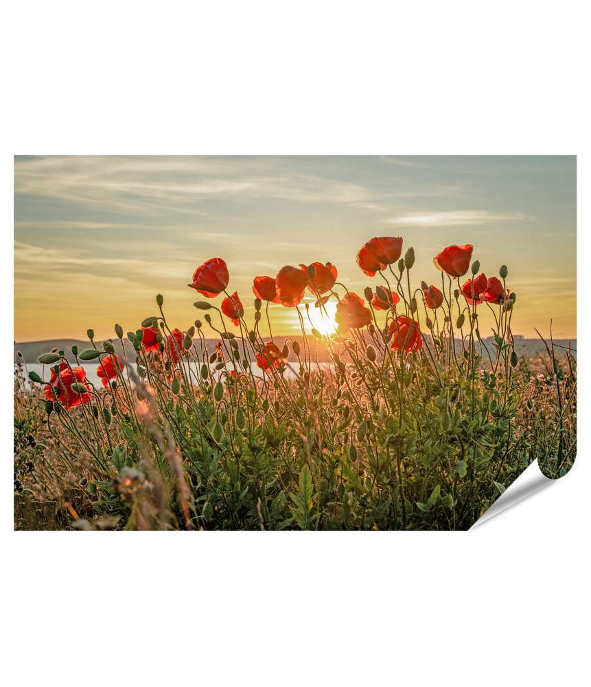 Islandburner XXL Premium Poster Sonnenuntergang mit rotem Mohn auf Mönchgut, Ostseeinsel Rügen