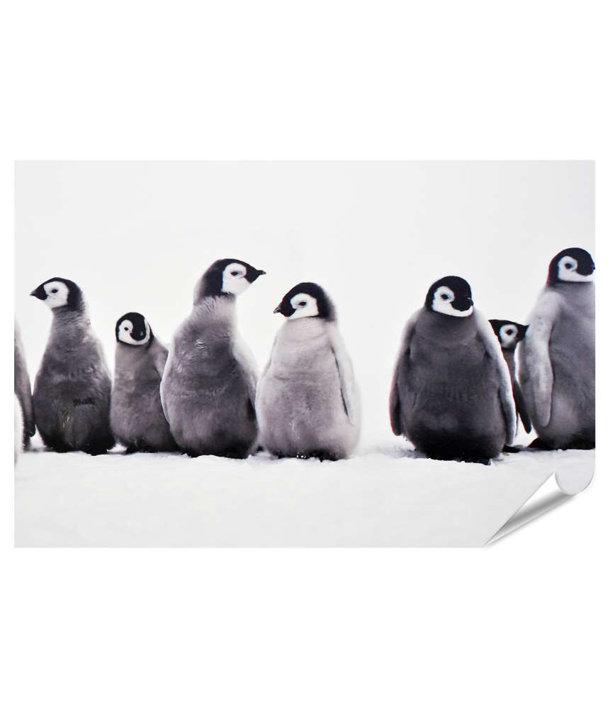 Islandburner XXL Premium Poster Junge Pinguine spielen fröhlich unter der strahlenden Eissonne