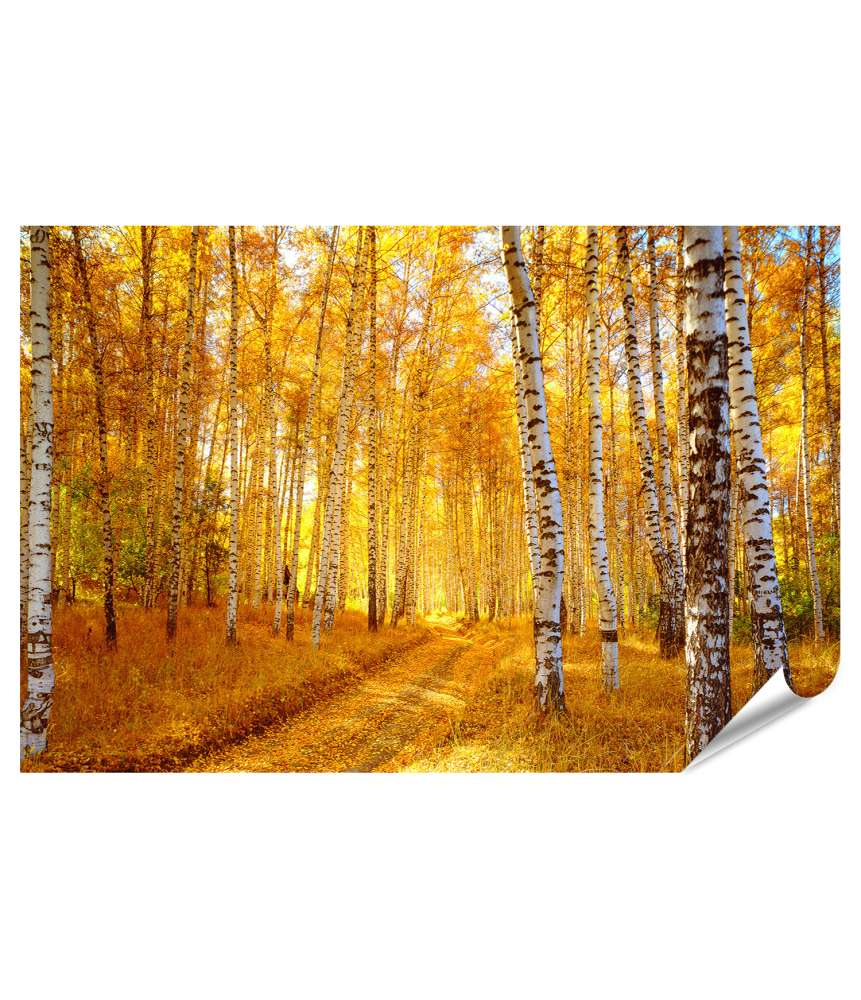 Islandburner XXL Premium Poster Stimmungsvolles Herbstpanorama eines Birkenwaldes