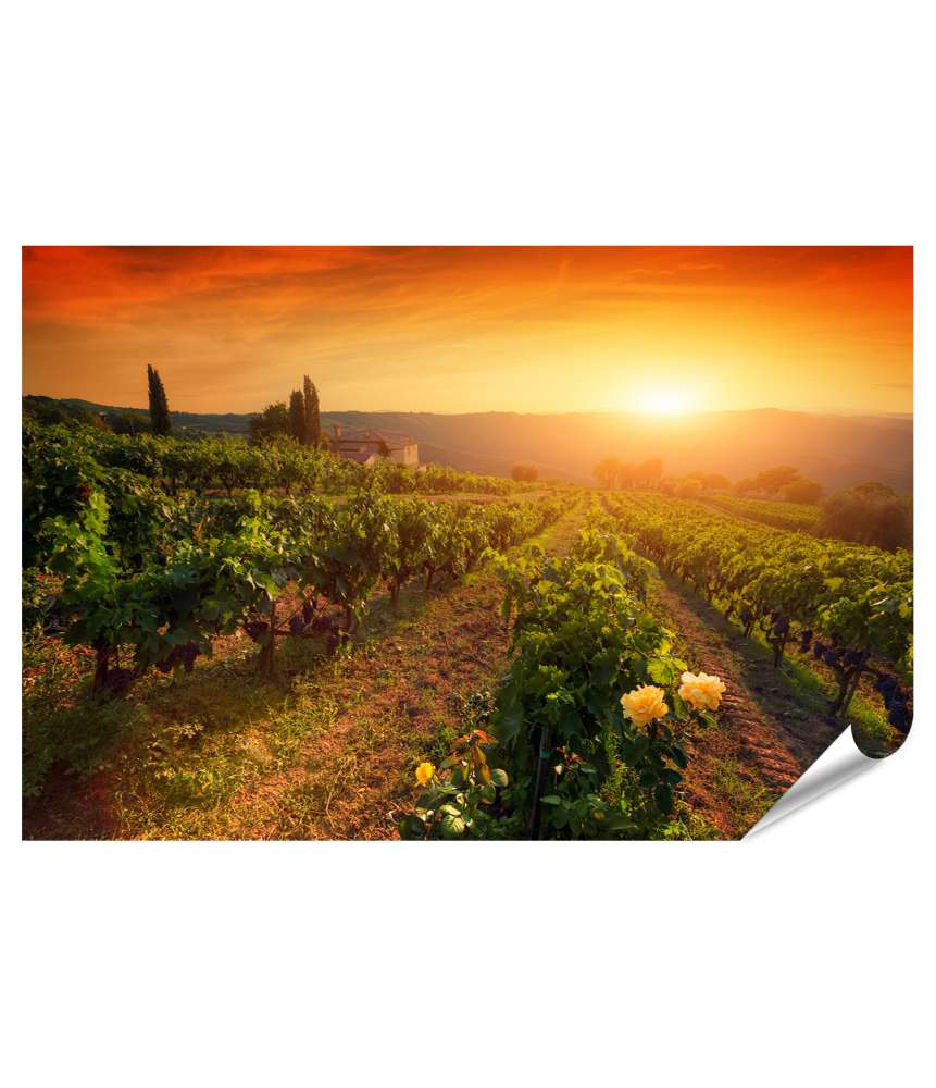 Islandburner XXL Premium Poster Sonnenuntergang über einem Weingut in der Toskana mit reifen Weintrauben