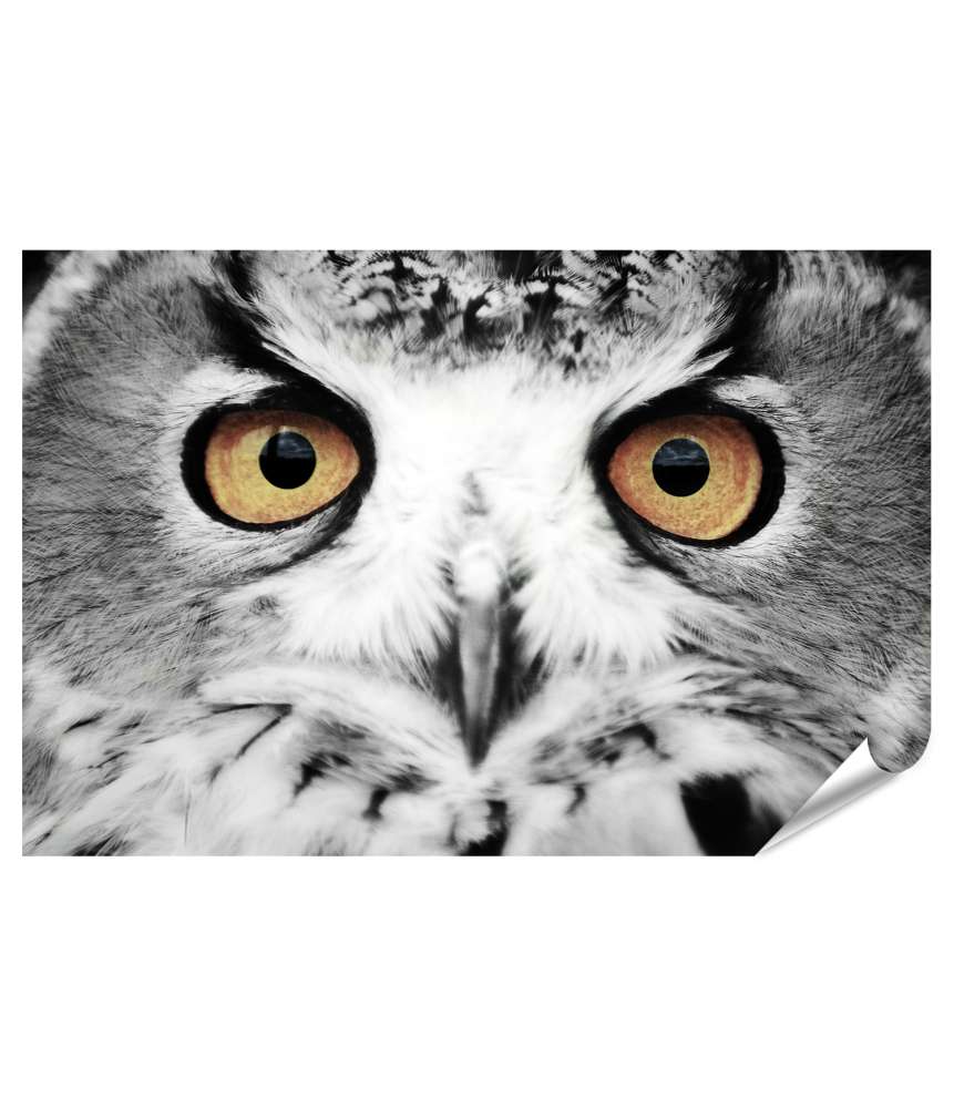 Islandburner XXL Premium Poster Wisdom-filled Eyes: A Captivating Wall Mural