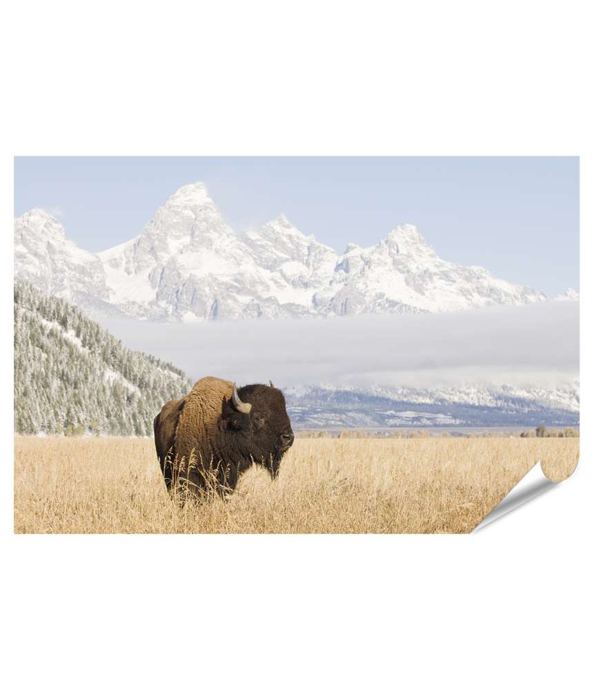 Islandburner XXL Premium Poster Majestätisches Wandbild eines Bisons vor den Grand Teton Bergen