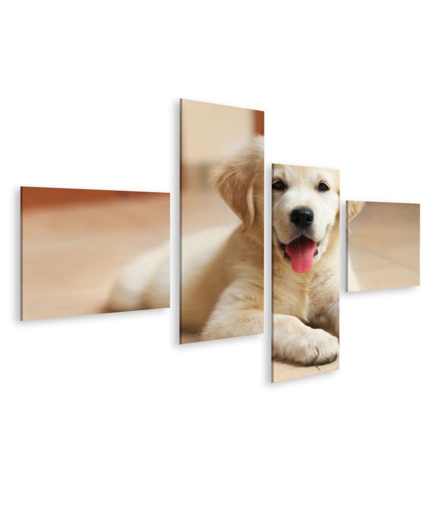 Islandburner Bild auf Leinwand Innenansicht eines goldenen Labrador Retriever Welpen Wandbilds