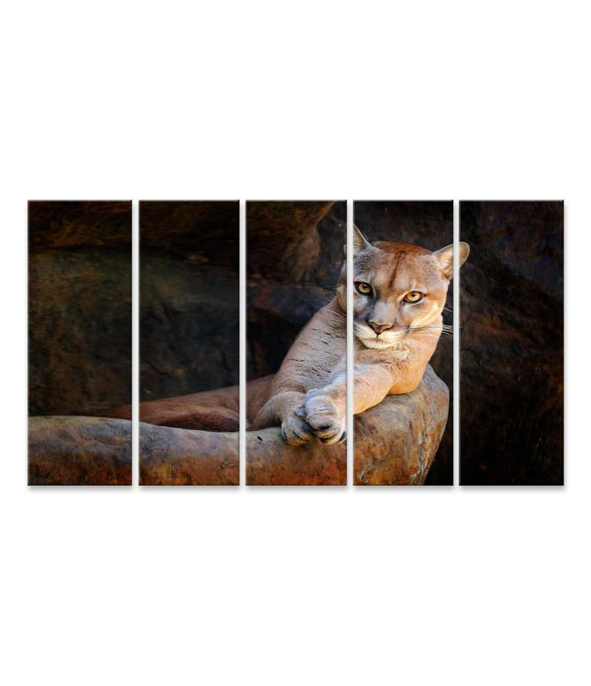 Islandburner Bild auf Leinwand Verstecktes Porträt des wilden Pumas (Puma Concolor) als Wandbild