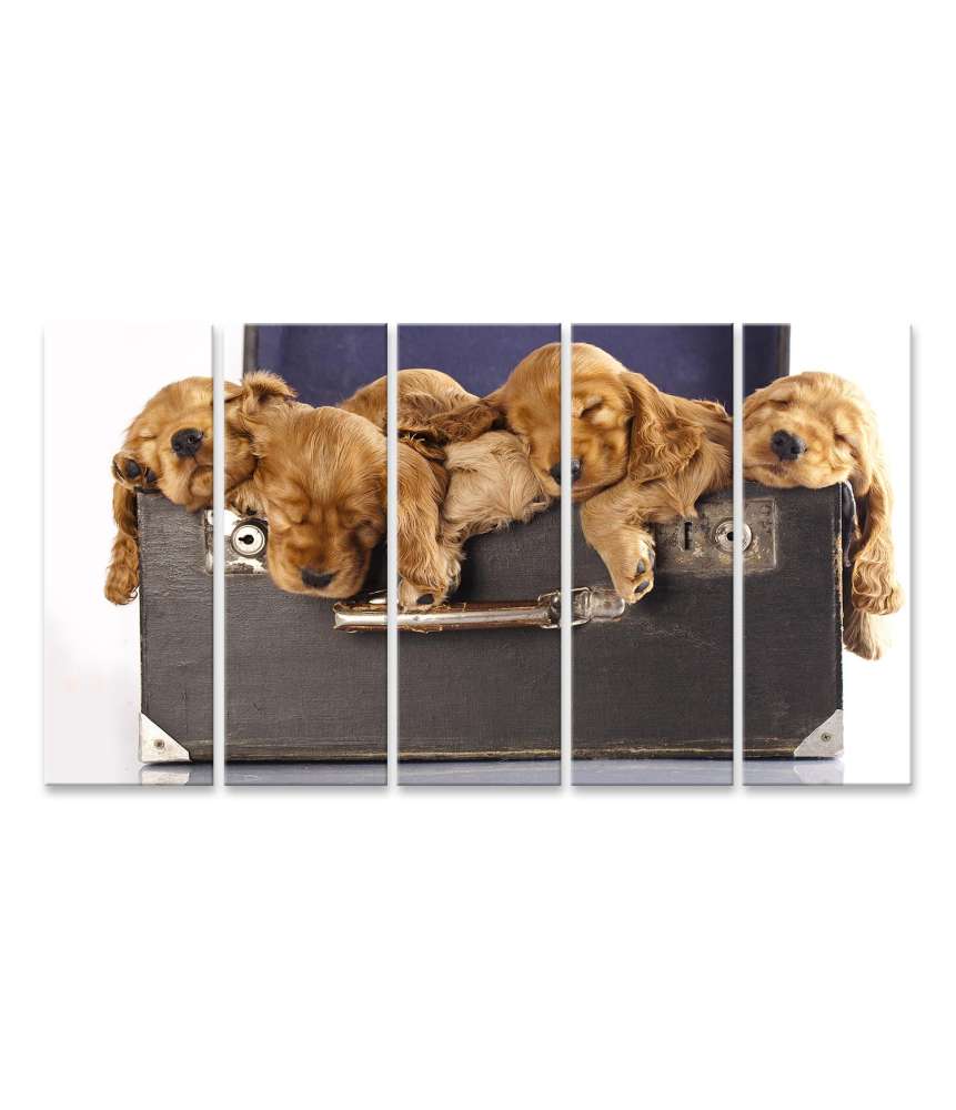 Islandburner Bild auf Leinwand Charmantes Wandbild eines englischen Cocker Spaniel Welpen