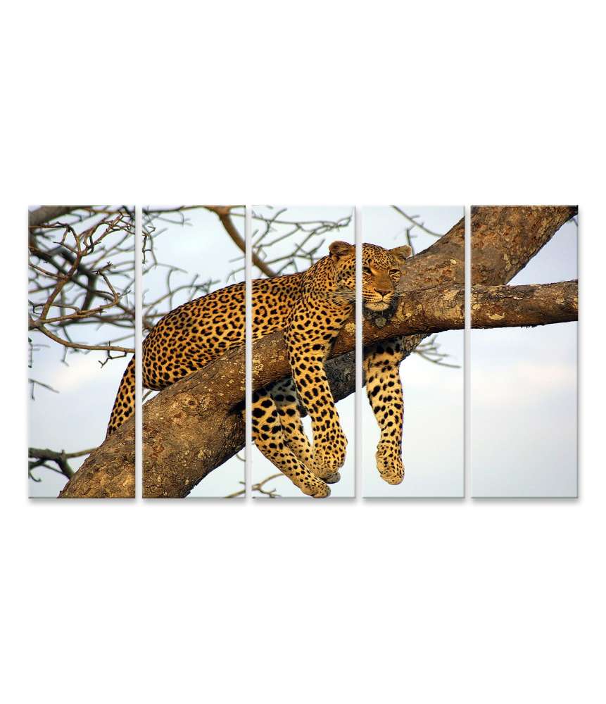 Islandburner Bild auf Leinwand Leopard entspannt faulenzend in eindrucksvollem Wandbild