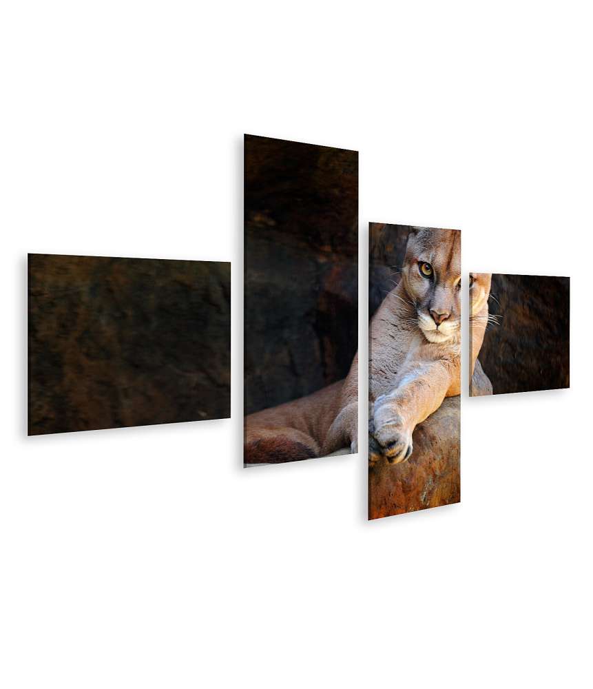 Islandburner Bild auf Leinwand Verstecktes Porträt des wilden Pumas (Puma Concolor) als Wandbild