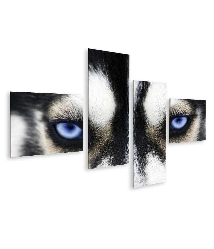 Islandburner Bild auf Leinwand Nahaufnahme der leuchtend blauen Augen eines Husky-Hundes