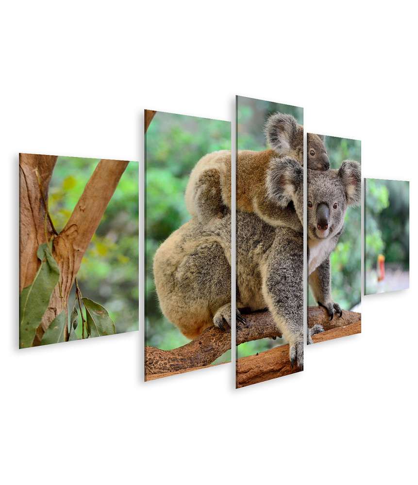 Islandburner Bild auf Leinwand Baby-Koala kuschelt auf dem Rücken seiner Mutter im Eukalyptusbaum