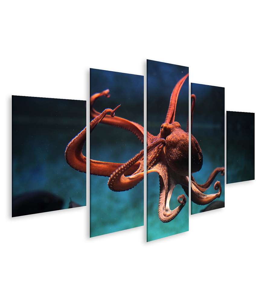 Islandburner Bild auf Leinwand Wildlife-Kunst: Lebensechter Oktopus (Octopus Vulgaris) Wandbild