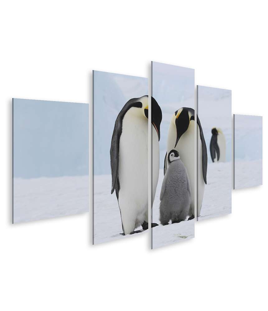 Islandburner Bild auf Leinwand Wandbild einer Pinguinfamilie in der eisigen Antarktis