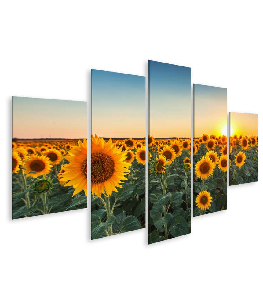 Islandburner Bild auf Leinwand Sonnenuntergang über einem Feld voller blühender Sonnenblumen