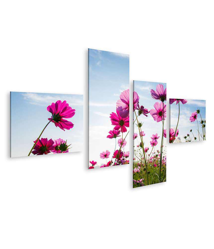 Islandburner Bild auf Leinwand Blumenfeld in Pink unter strahlend blauem Himmel