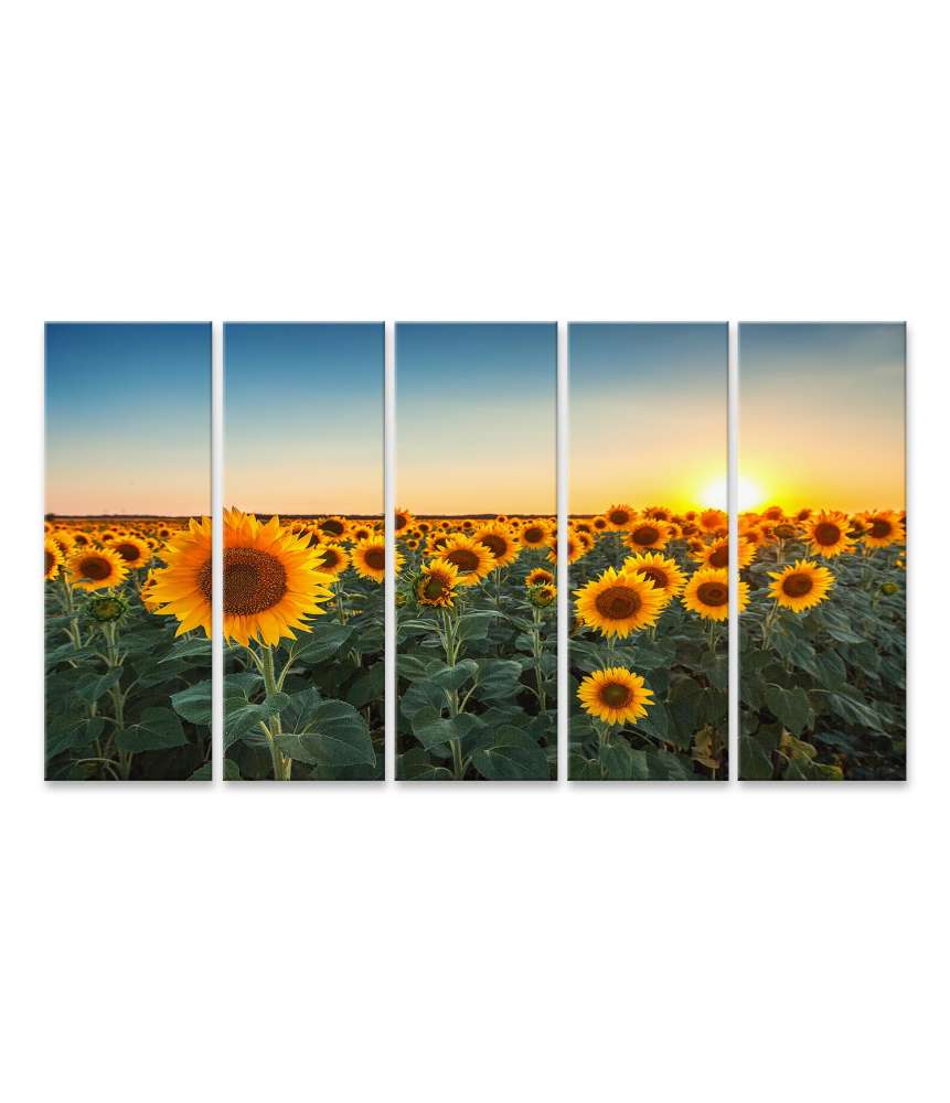 Islandburner Bild auf Leinwand Sonnenuntergang über einem Feld voller blühender Sonnenblumen