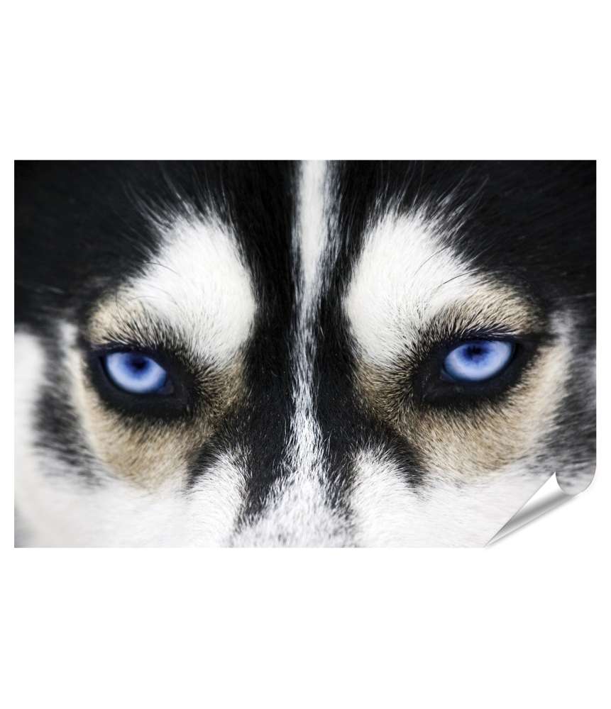 Islandburner XXL Premium Poster Nahaufnahme der leuchtend blauen Augen eines Husky-Hundes