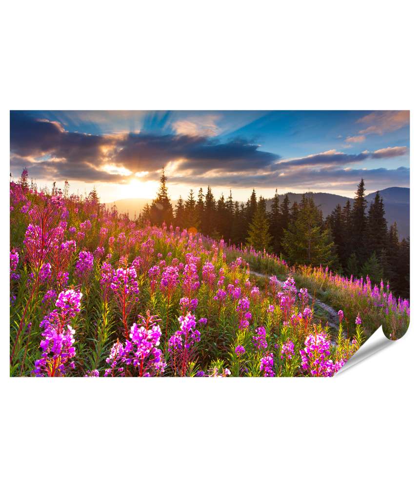 Islandburner XXL Premium Poster Beeindruckendes Wandbild: Herbstliche Berglandschaft mit rosa Blumen