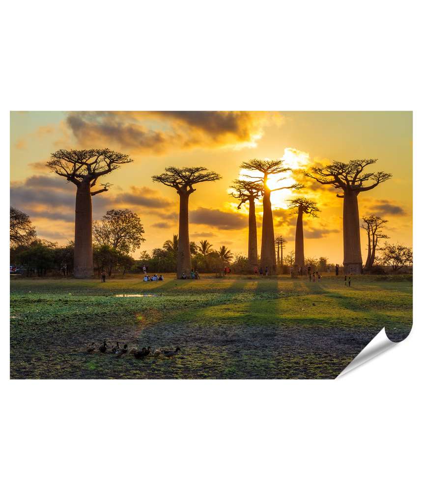 Islandburner XXL Premium Poster Atemberaubende Baobab-Allee bei Sonnenuntergang in Madagaskar