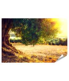 XXL Premium Poster Sonnenuntergang über einer alten Olivenbaumplantage im Mittelmeer