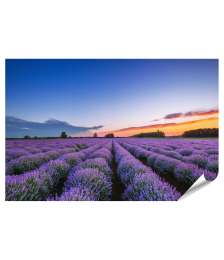 Premium Poster Dramatischer Sonnenaufgang über duftendem Lavendelfeld mit Wolkenkulisse
