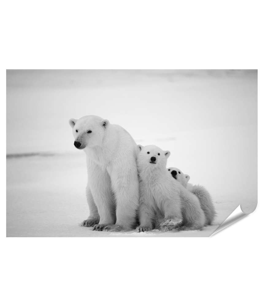 Premium Poster Eisbär-Mutter mit Jungen in der eisigen Arktis - Polarbär Wandbild