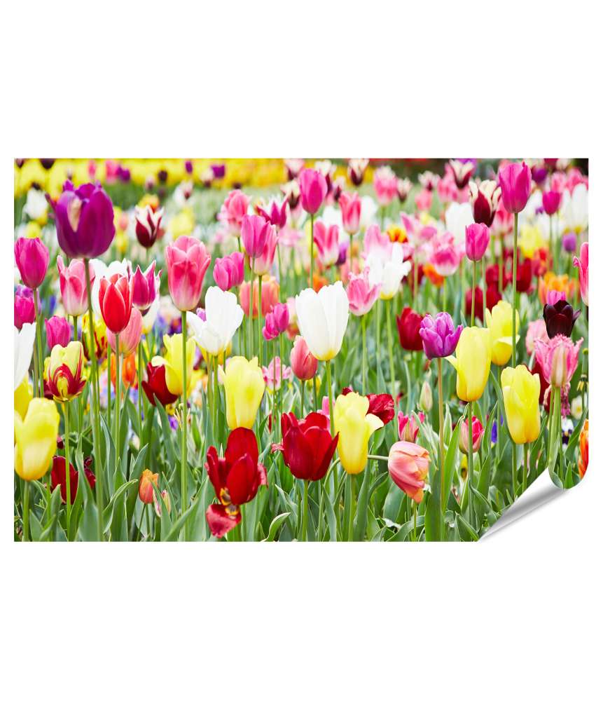 Premium Poster Vielfältige Blumenauswahl mit prächtig blühenden Tulpen als Highlight