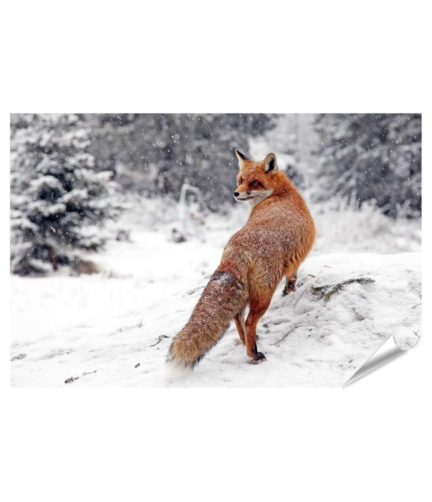 Islandburner Premium Poster Winterliches Fuchs-Wandbild im Schneewald der Hohen Tatra, Slowakei