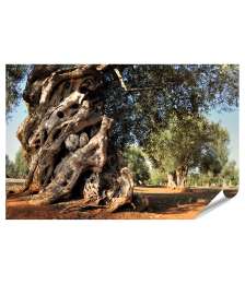 Premium Poster Antikes Wandbild eines alten Olivenbaums im Garten