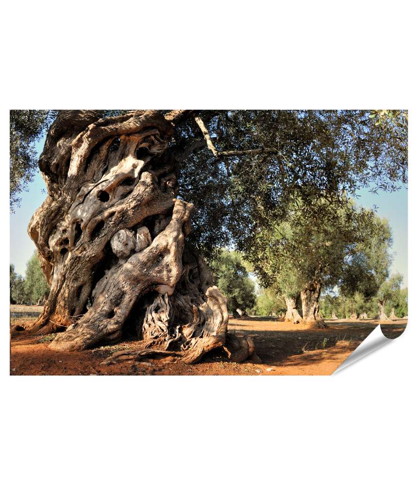 Premium Poster Antikes Wandbild eines alten Olivenbaums im Garten