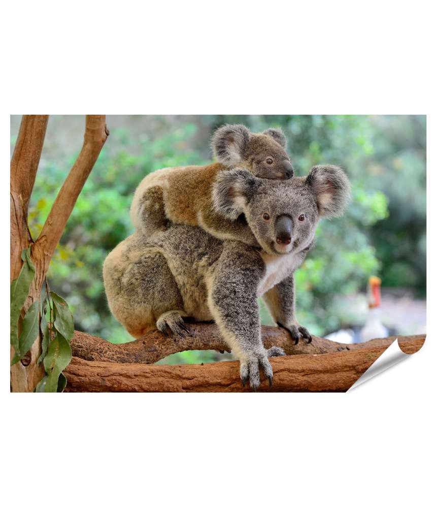 Islandburner Premium Poster Baby-Koala kuschelt auf dem Rücken seiner Mutter im Eukalyptusbaum