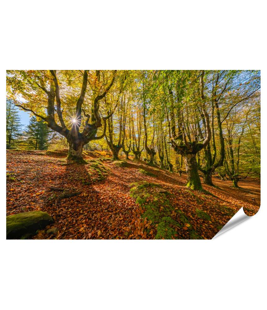 Islandburner Premium Poster Mystischer Otzarreta Wald im Gorbea Naturpark, Bizkaia, Baskenland