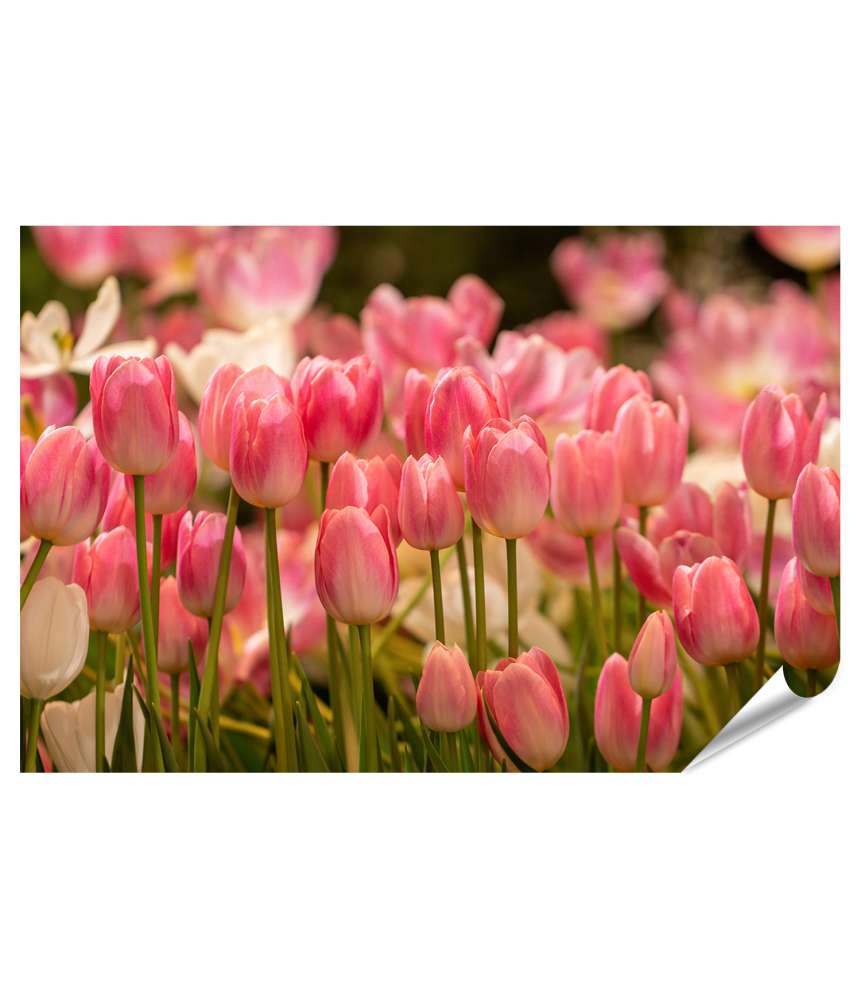 Islandburner Premium Poster Ein atemberaubendes Wandbild von einem Feld voller rosafarbener Tulpen