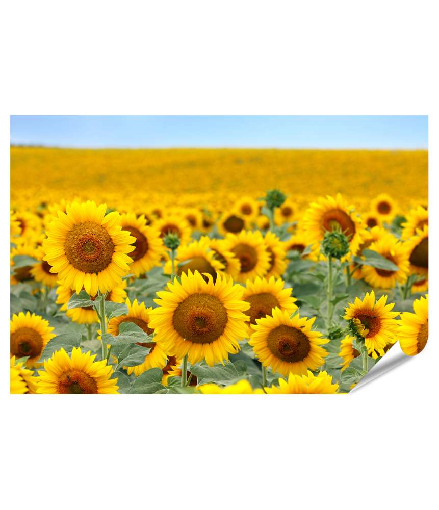 Premium Poster Atemberaubendes Wandbild eines leuchtenden Sonnenblumenfeldes