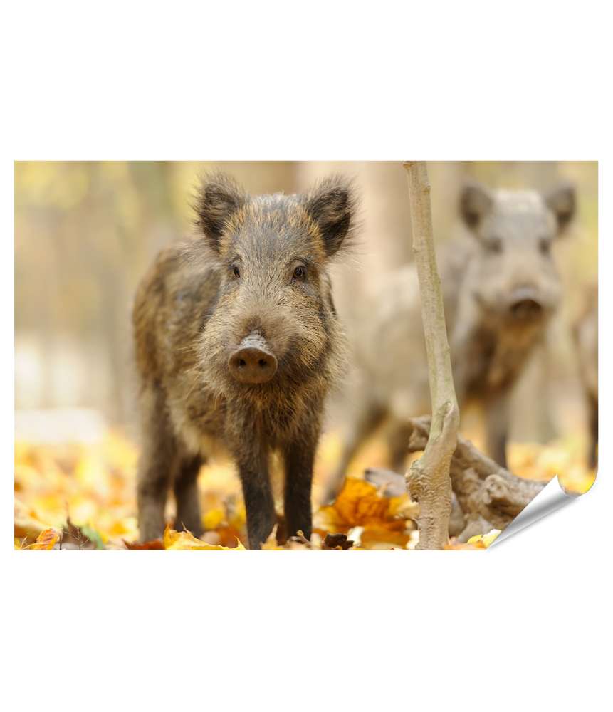 Islandburner Premium Poster Herbstwald mit majestätischem Wildschwein: Wandbild