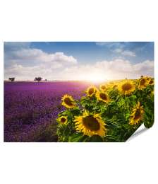 Premium Poster Sonnenblumen- und Lavendelfelder in der Provence Wandbild