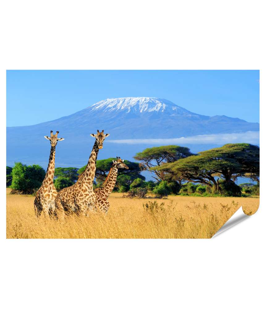 Islandburner Premium Poster Drei Giraffen im kenianischen Nationalpark mit Kilimanjaro im Hintergrund, Afrika