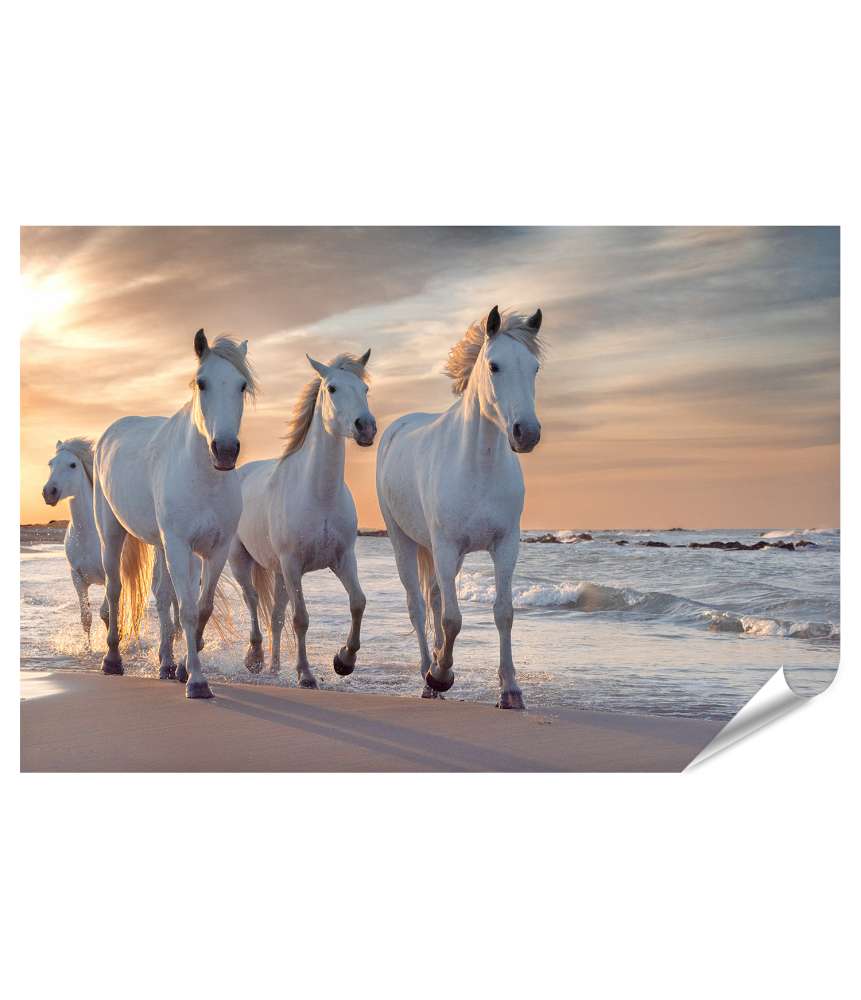 Islandburner Premium Poster Herde weißer Camargue-Pferde in Frankreichs Landschaft