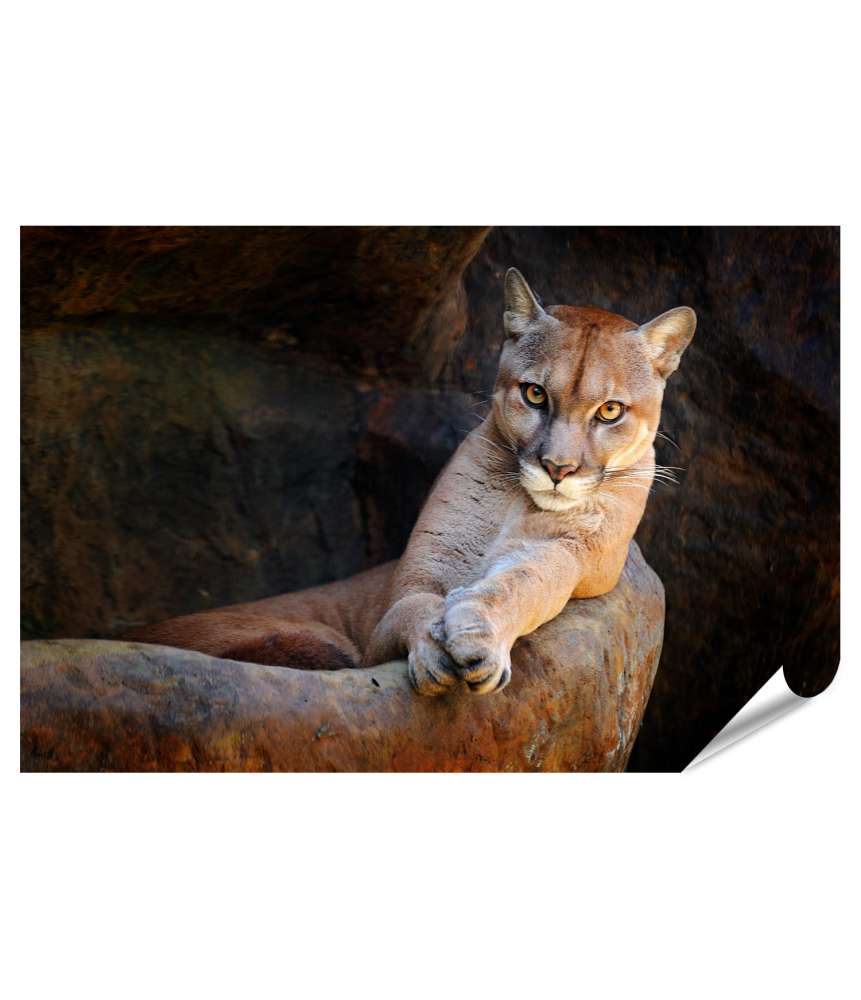 Islandburner Premium Poster Verstecktes Porträt des wilden Pumas (Puma Concolor) als Wandbild